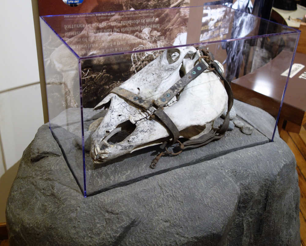 A horse skull with the bridle still in place. Many horses died during the Klondike Gold Rush.