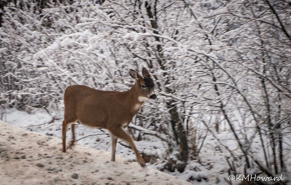 A Sitka black-tailed near in fresh snow on the Back Loop on Nov. 26.