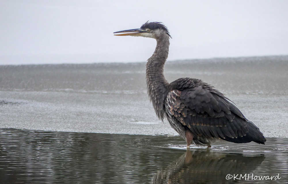 A great blue heron on a winter's day in the Dredge Lakes area on Nov. 26.