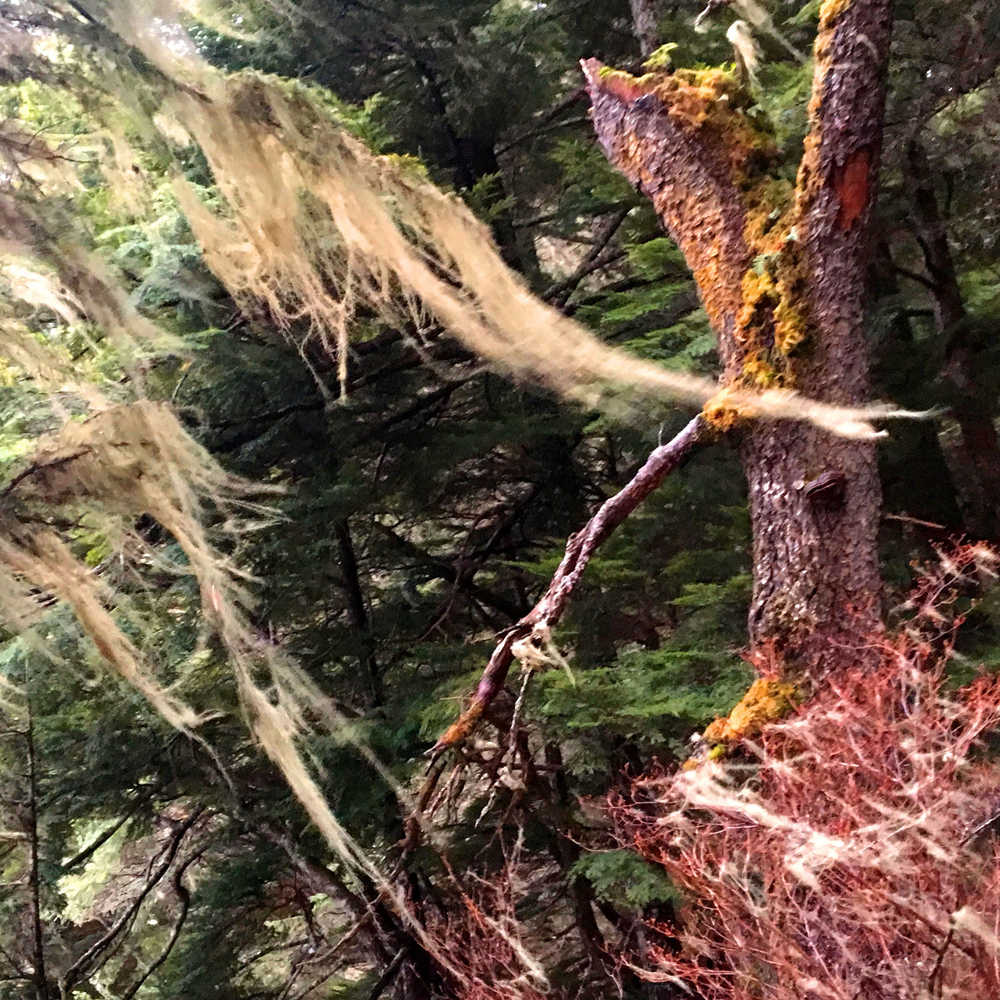 Witch's hair blows freely in a brisk wind along Outer Point trail on Dec. 4.
