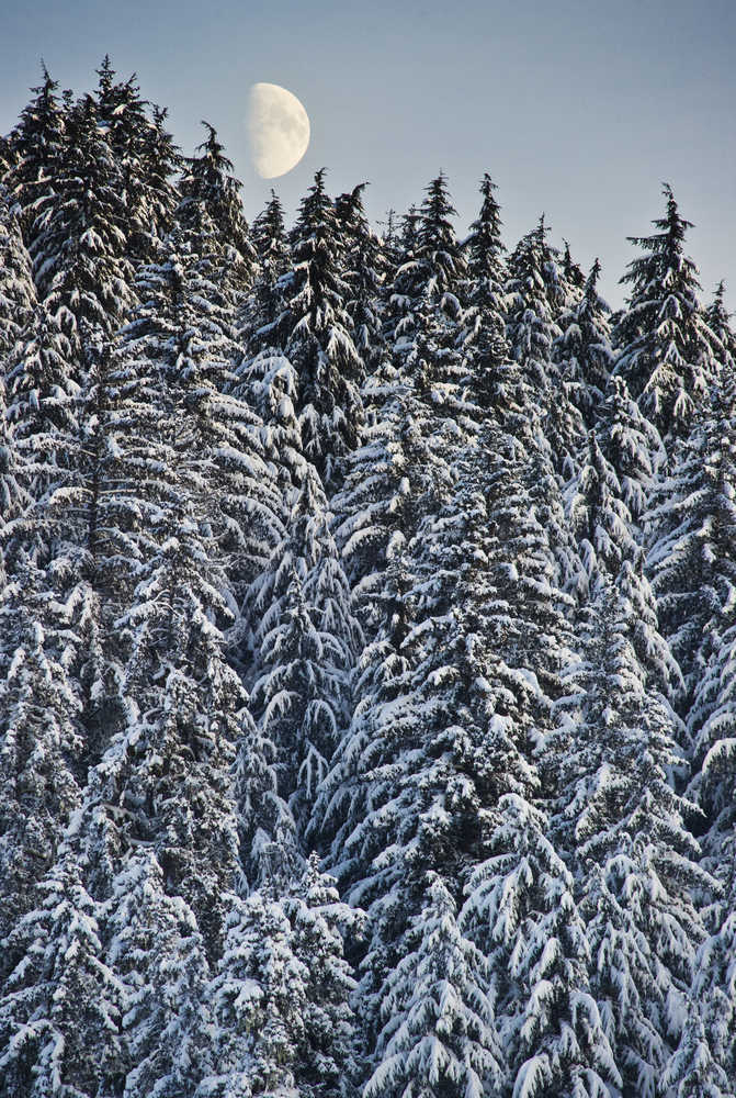 The moon rises over the snow-laden forest near Auke Lake on Thursday, Dec. 8, 2016.