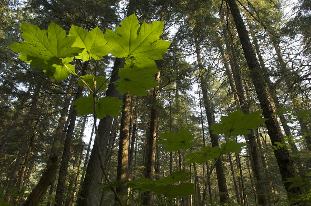 A shaft of sunlight spotlights the leaves of the Devil's Club plant in the forest along the Richard Marriot Trail in Juneau, Alaska, on Wednesday, August 5, 2009.