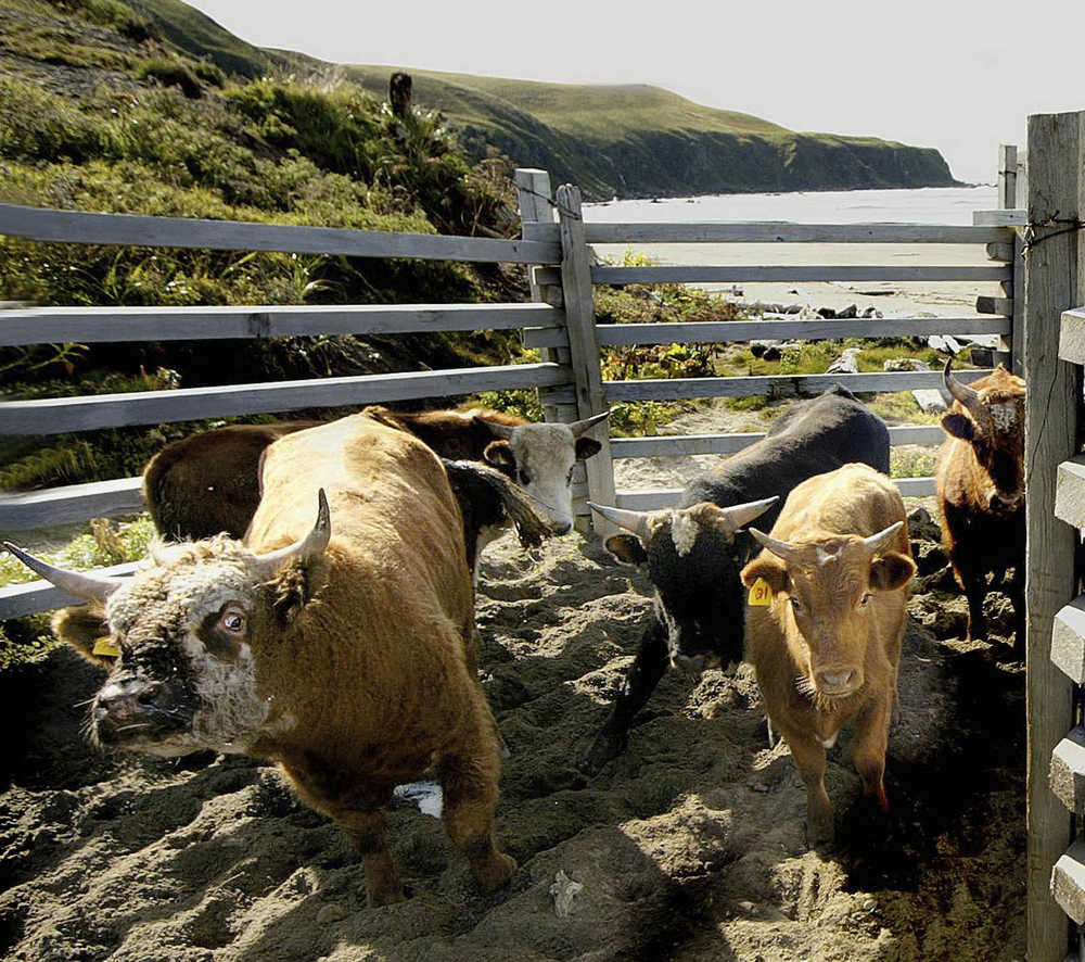 FILE--In this Sept. 13, 2003, file photo, cattle wait in the chute leading to a beach on Chirikof Island, in Alaska. Federal wildlife managers say funding continues to be shut off for their longstanding efforts to remove more than 2,000 feral cattle from Alaska's Chirikof Island. (AP Photo/Al Grillo, file)