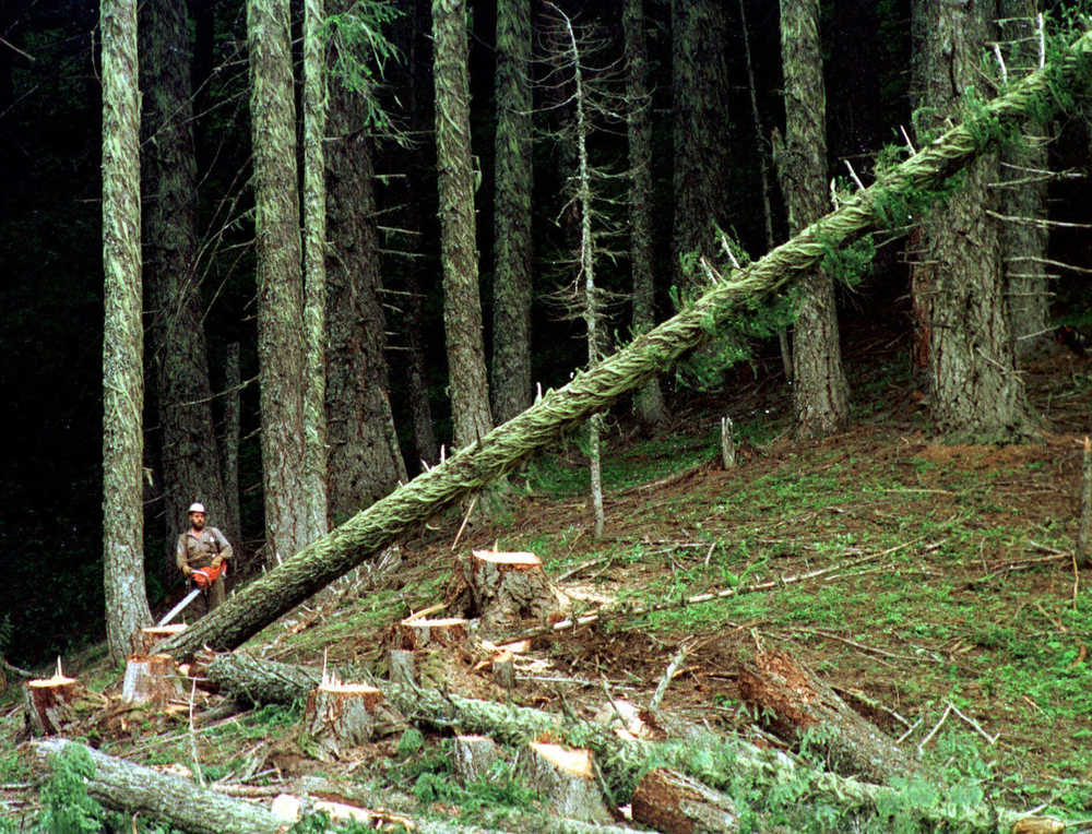 In this undated file photo, a large fir tree heads to the forest floor after it is cut by an unidentified logger in the Umpqua National Forest near Oakridge, Oregon.