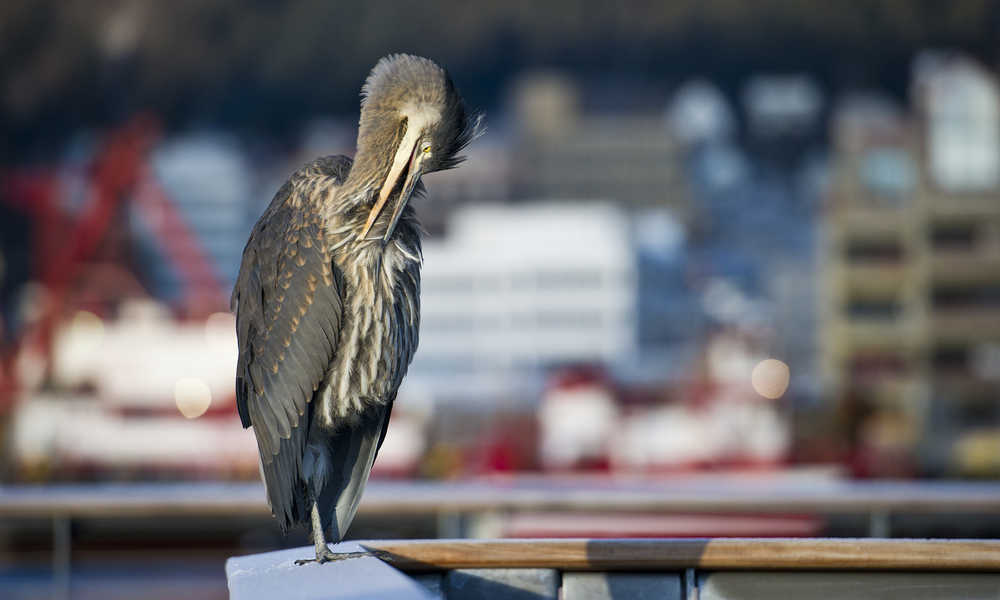 A great blue heron preens itself along the downtown waterfront on Wednesday, Dec. 14, 2016.