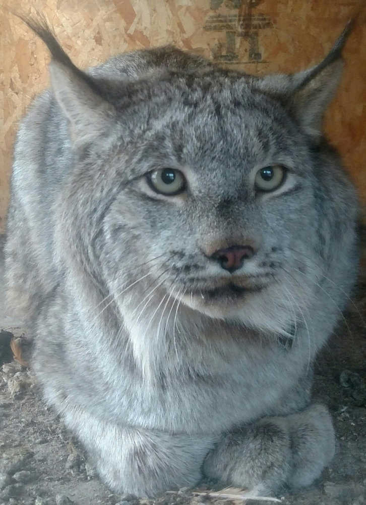 A lynx that a couple in Kenny Lake captured in their chicken house.