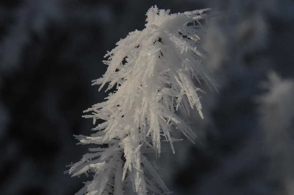 Feathery frost formation at the Mendenhall Glacier.