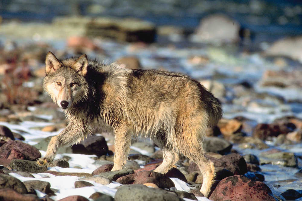 A wolf is seen in Alaska.