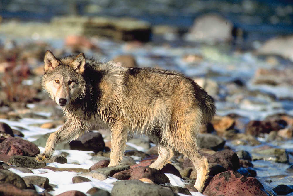 A wolf is seen in Alaska.