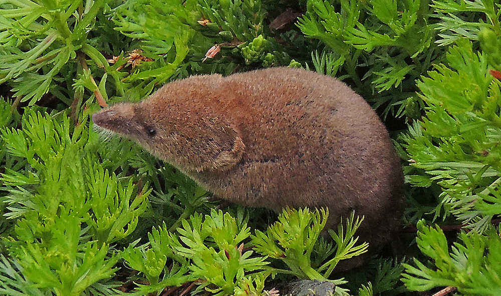 A shrew, seen here in summer, is less than three inches long, not counting the tail. It requires a lot of energy to stay warm in winter and eats voraciously.