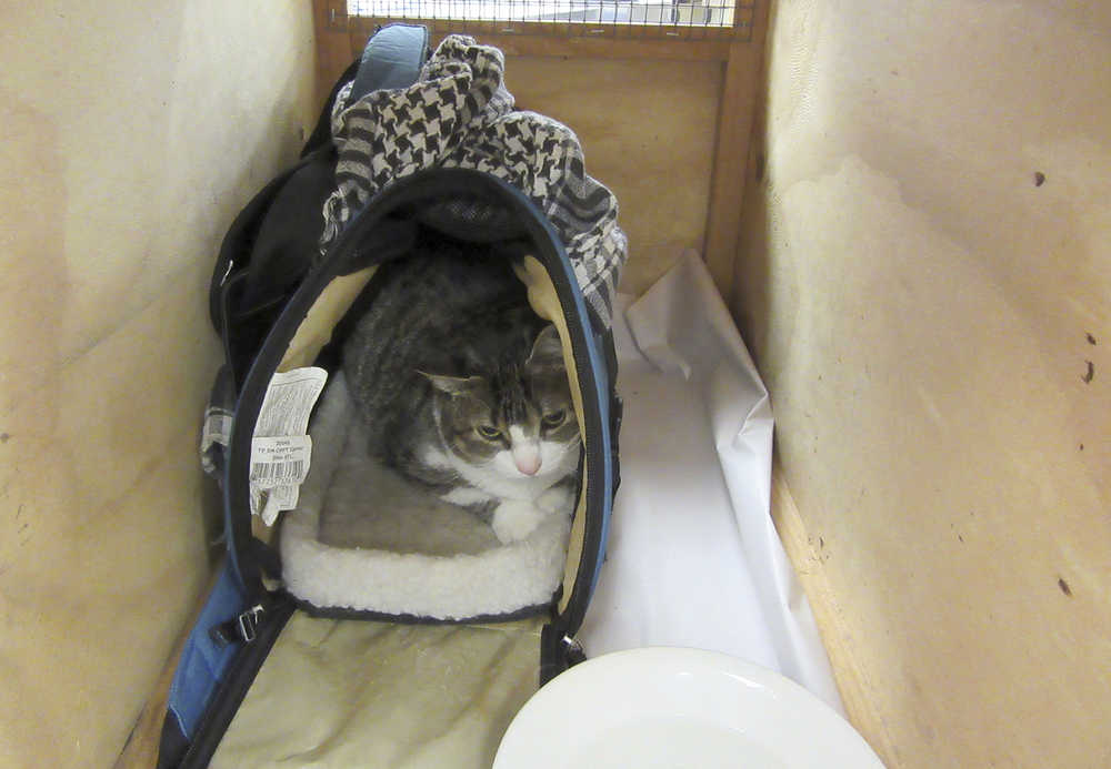 In this Wednesday, Dec 21, 2016 photo provided by Ministry for Primary Industries, Bella, a 4-year-old pet cat belonging to a Canadian woman who authorities say managed to hide her in a handbag during a flight across the Pacific Ocean sits in a cage in New Zealand's Auckland Airport. The woman was refused entry into the New Zealand and was forced to catch the next flight home with her cat after she tried to smuggle it across the border. (Ministry for Primary Industries via AP)