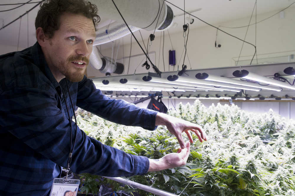 Giono Barrett, of Rainforest Farms, talks about the cannabis plants reaching the flowering stage before the harvest of their first crop of marijuana at their Juneau facility on Tuesday, Nov. 8, 2016.