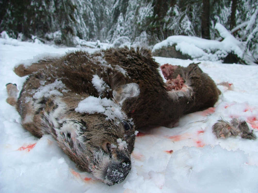 A deer carcass, partially eaten by wolves.