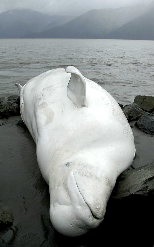 This Aug. 29, 2003 file photo shows one of two beluga whales that washed ashore on a beach south of Anchorage.