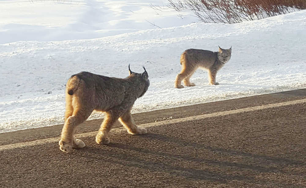 This Dec. 15 photo shows two lynx walking along a highway in Molas Pass outside of Silverton in southwestern Colorado. Only about 50 to 250 lynx are believed to be living in the wild in Colorado, and sightings are rare.