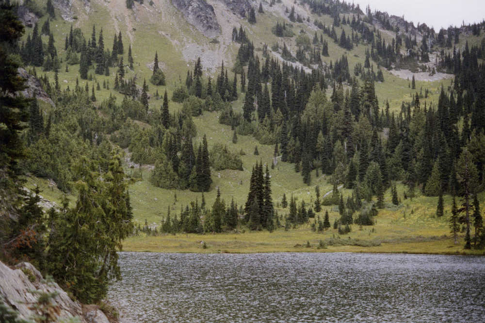 This undated photo shows yellow-cedar trees growing along Sheep Lake east of the Cascade crest in Washington State.