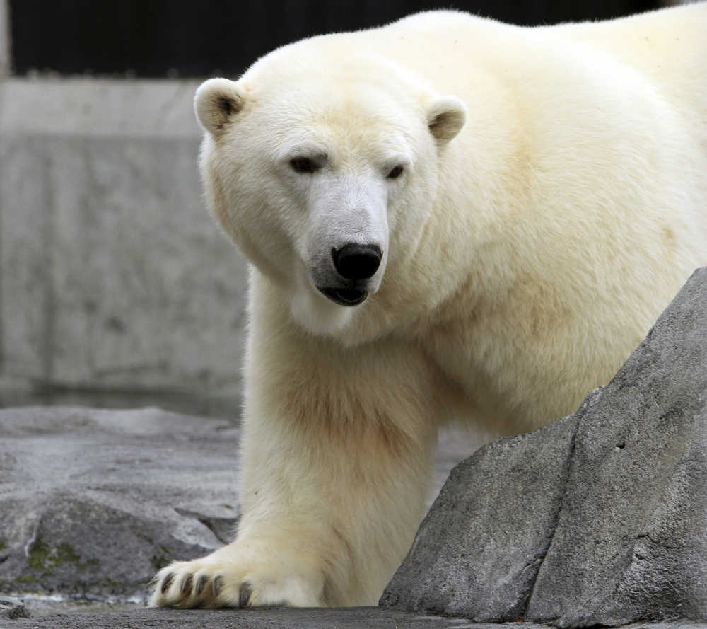 FILE -- In this Sept. 5, 2012, file photo, Ahpun, a female polar bear, strolls around her cage at the Alaska Zoo in Anchorage, Alaska. The U.S. Fish and Wildlife Service released its plan Monday, Jan. 9, 2017, for the recovery of threatened polar bears, acknowledging it will take no direct action for addressing the primary threat, that of greenhouse gases that contribute to the decline of sea ice habitat. Polar bears, the first species to be declared threatened or endangered because of climate change, rely on sea ice for hunting seals and raising their young. (AP Photo/Dan Joling, File)