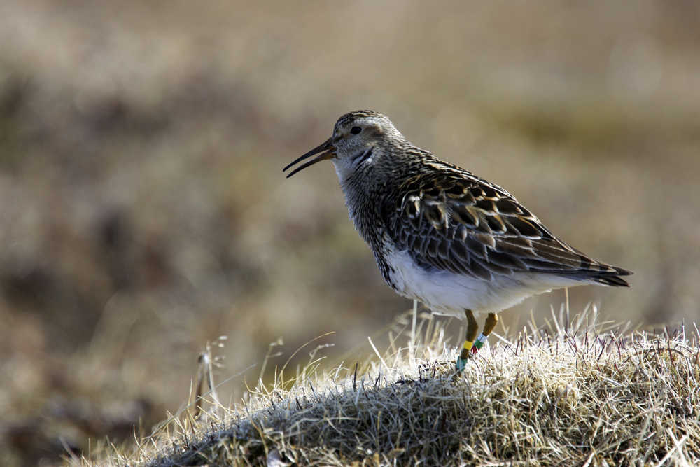In this image provided by Bart Kempenaers via the Max Planck Institute for Ornithology, an ale pectoral sandpiper on the tundra near Barrow, Alaska, calling to attract a female. (Bart Kempenaers/Max Planck Institute for Ornithology via AP)