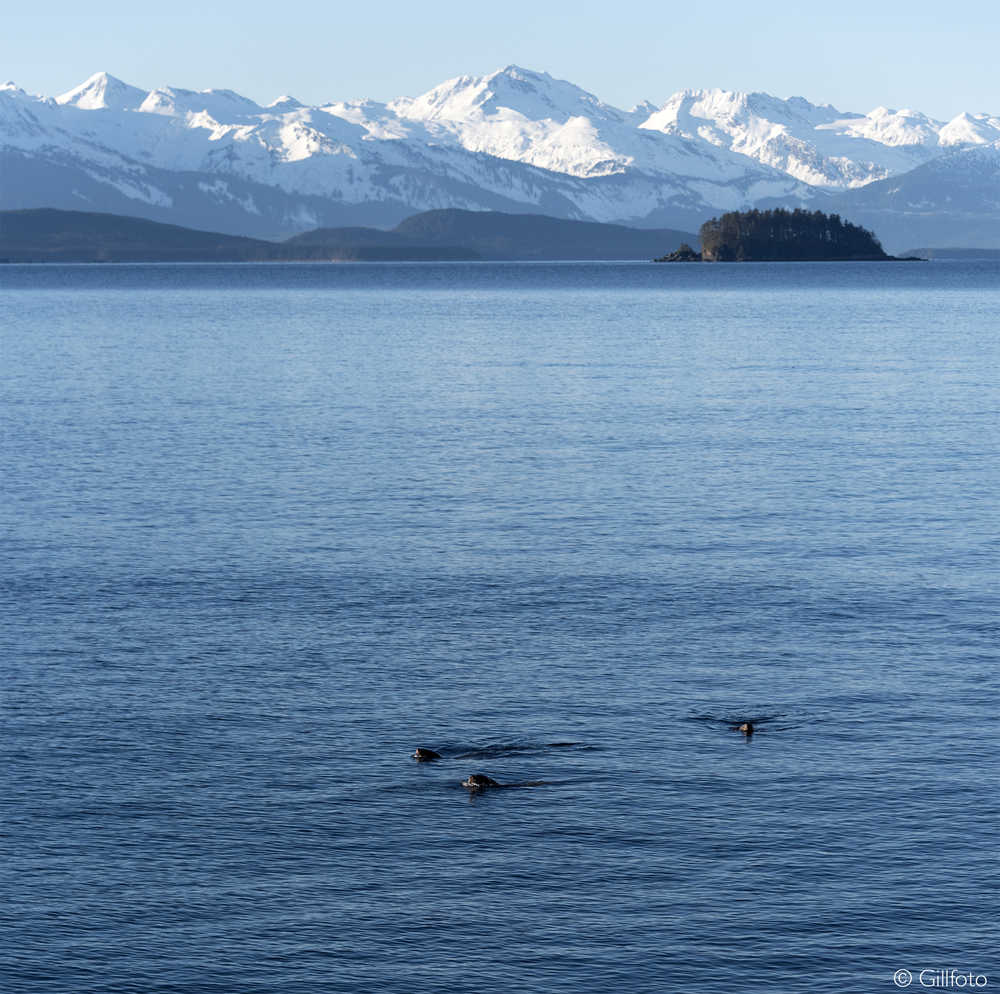 Sea lions with Bird Island and Chilkat Mountains in the background.