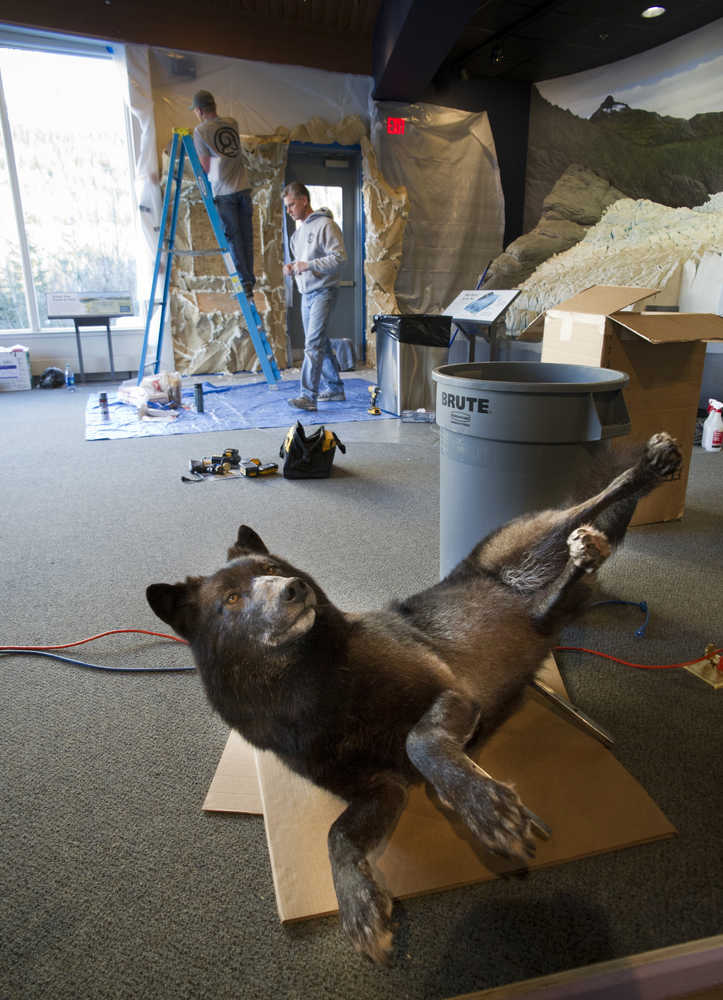 Wildlife artist Brain Kadrmas, right, and Brian Henes of Dakota Taxidermy in Bismarck, North Dakota, build a new wolf exhibit at the Mendenhall Glacier Visitor Center on Tuesday, Jan. 10, 2017. The exhibit includes the stuffed pelt of the local black wolf known as Romeo that was illegally shot in 2009. The U.S. Forest Service will hold a ribbon-cutting ceremony during the intermission between repeat lectures by Alaskan writer and photographer Nick Jans on Friday. Jans helped raise more than $40,000 to construct the new exhibit that includes two interpretive panels, a bronze cast of the wolf's paw print, and his recorded howls. "The completion of this exhibit has been a long time coming," Jans said. "Hard to believe it's been more than seven years, but the important thing is that we're here. We did all we could to make this exhibit the best it could be, and it will be a lasting part of Juneau's history."