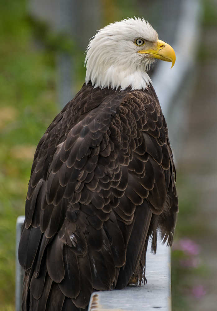 A bald eagle is perched on a railing on the side of Glacier Highway in July 2016. Audubon Society bird counters found the number of bald eagles in 2015 were double the 1995 count. Some farmers and conservationists say the resurgence of the American bald eagle has come at a price.