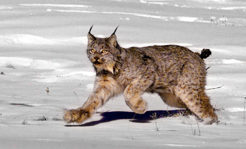 This Feb. 3, 1999 photo shows a female Canada lynx heading for the woods after being released near South Fork, Colorado. In control of Congress and soon the White House, Republicans are readying plans to roll back the influence of the Endangered Species Act, one of the government's most powerful conservation tools, after decades of complaints that it hinders drilling, logging and other activities.