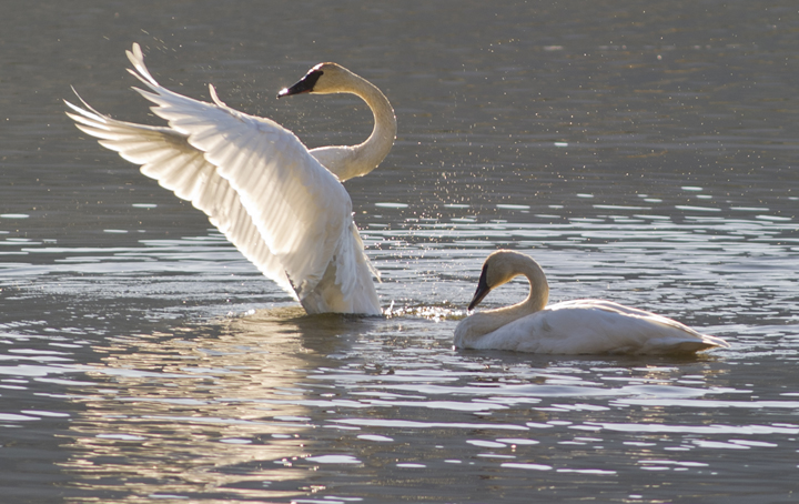 A pair of trumpeter swans bathe and rest in Twin Lakes on Tuesday as part of their southern migration.