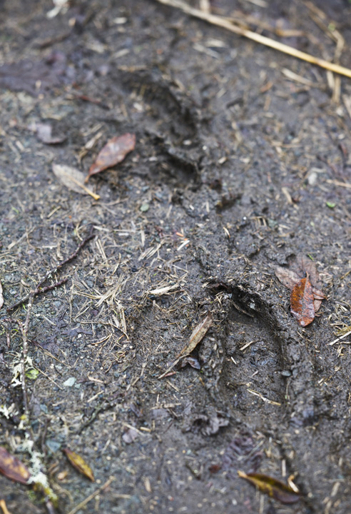 Moose Tracks: Tracks in the mud show the appearance of a moose near Brotherhood Bridge on Thursday.