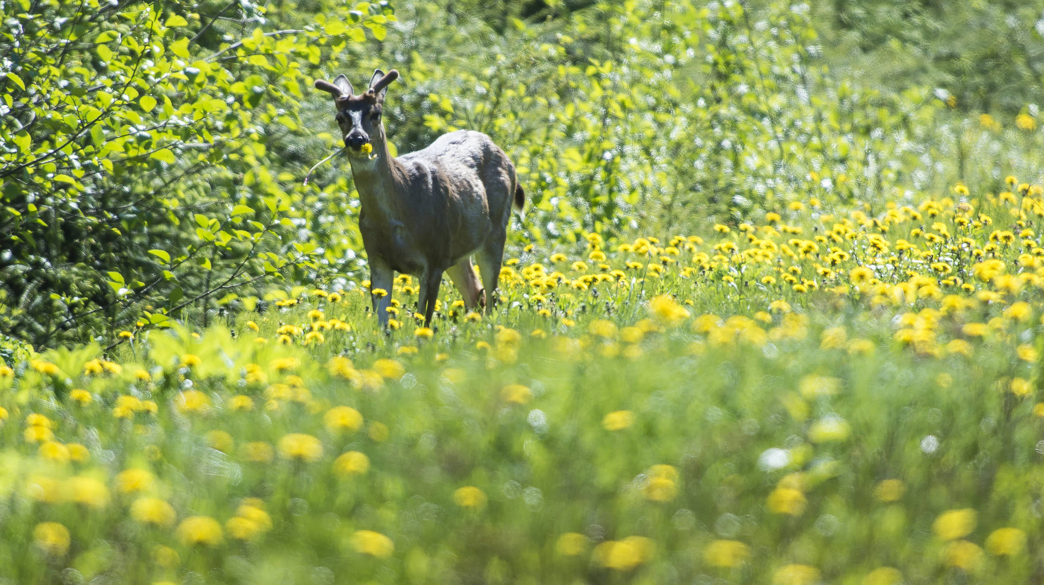A Sitka black-tailed deer munches on dandelions along the Glacier Highway Bypass on Thursday, May 31, 2018. (Michael Penn | Juneau Empire File)