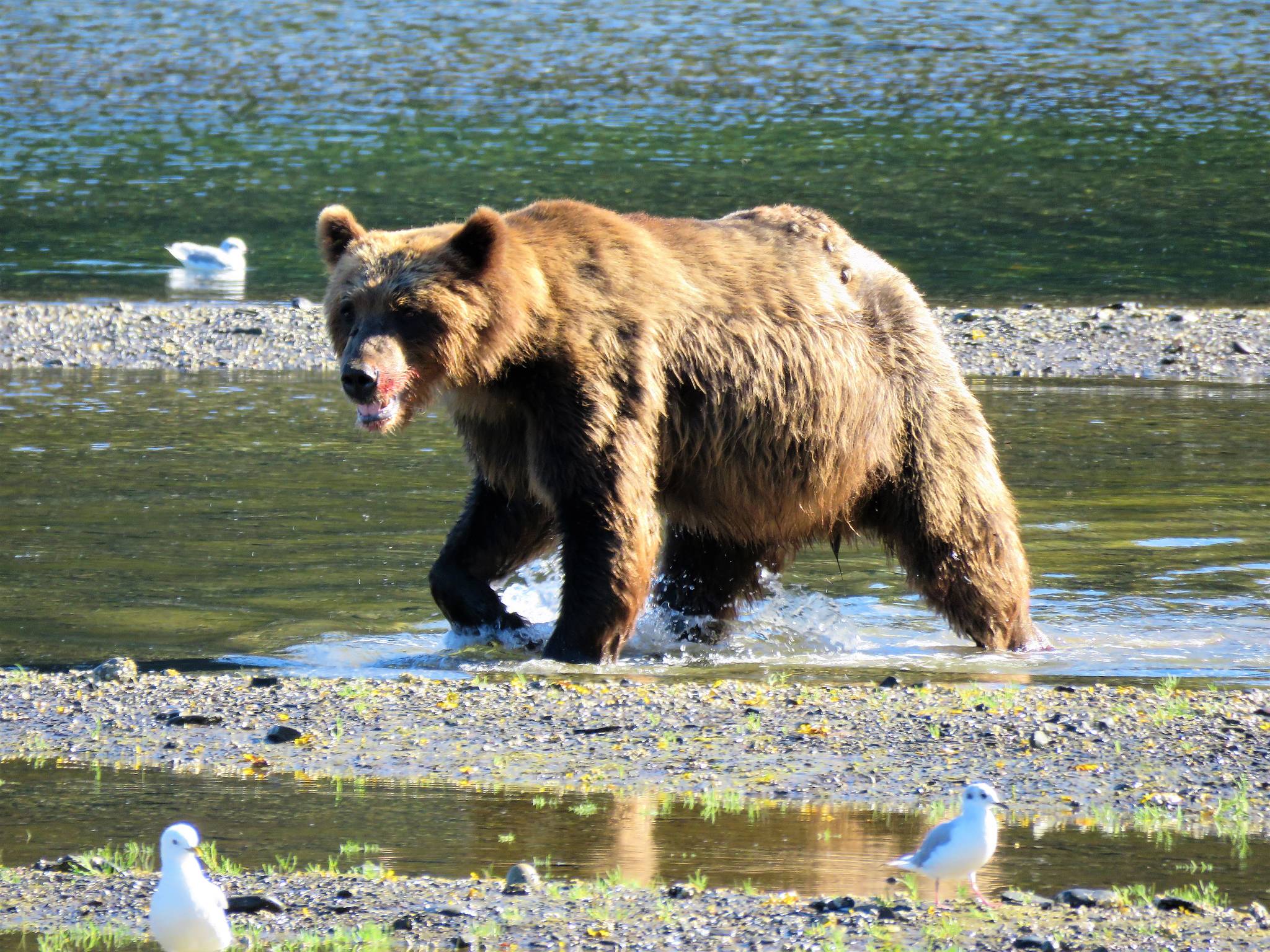 A male brown bear encountered on Admiralty Island on the day infamous day a bat landed on the author’s head. (Photo by Bjorn Dihle)