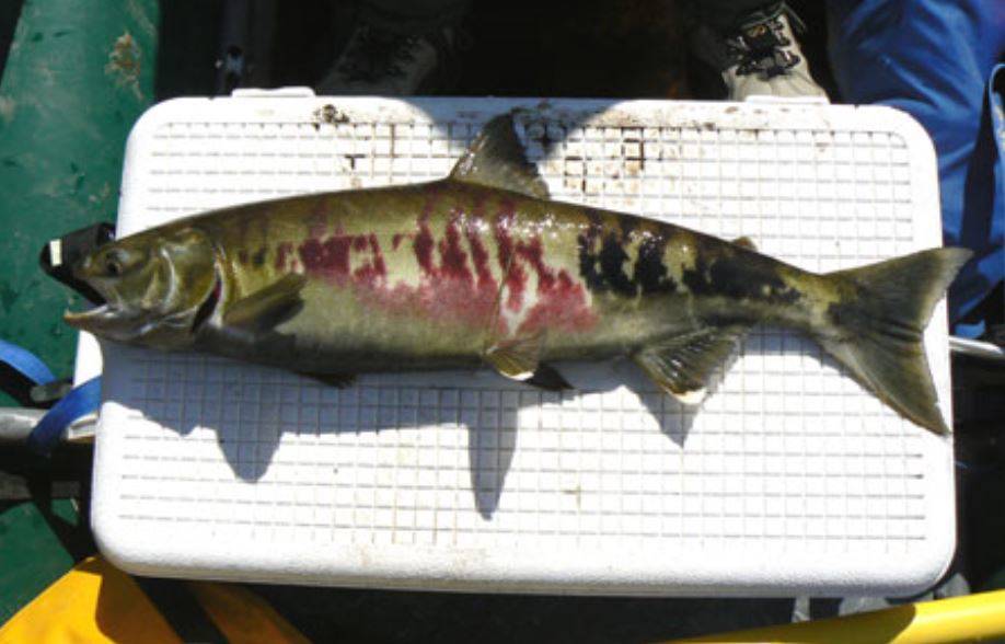 Dog salmon (Courtesy Photo | Alaska Department of Fish and Game)