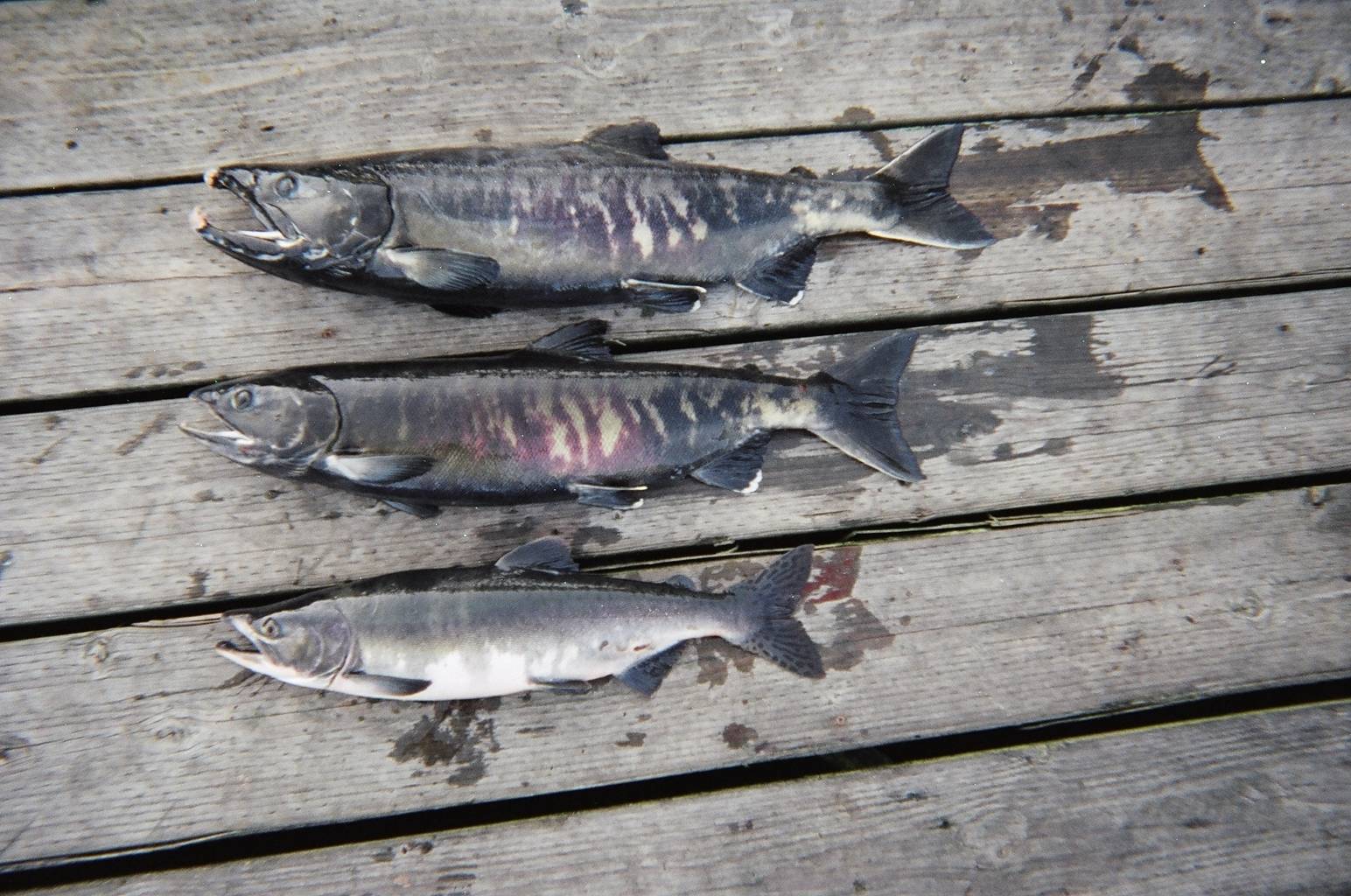 Dog salmon, breeding colors. (Courtesy Photo | “Vineyard,” Wikipedia Creative)
