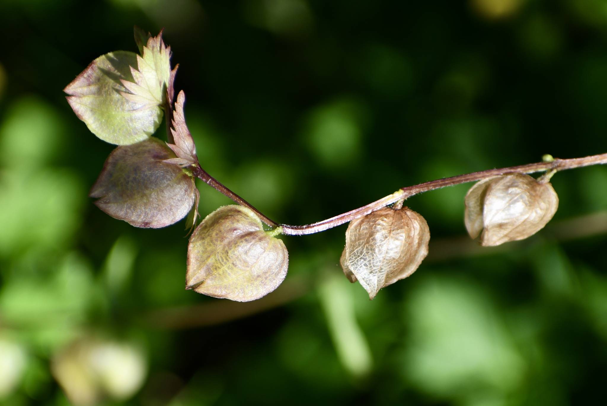 Delicate seed pods, July 30. (Helen Unruh | Courtesy Photo)