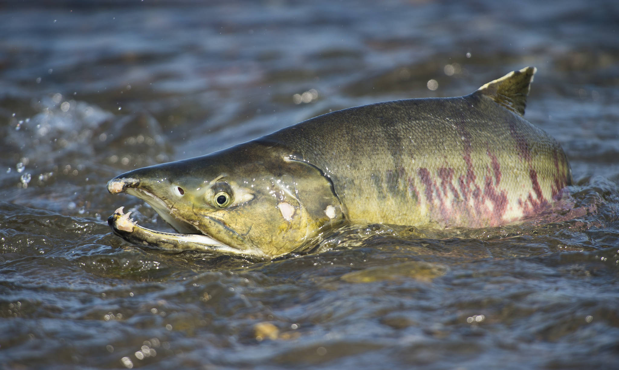 A spawning chum salmon looks to return to the waters of Salmon Creek on Tuesday, July 24, 2018. (Michael Penn | Juneau Empire)