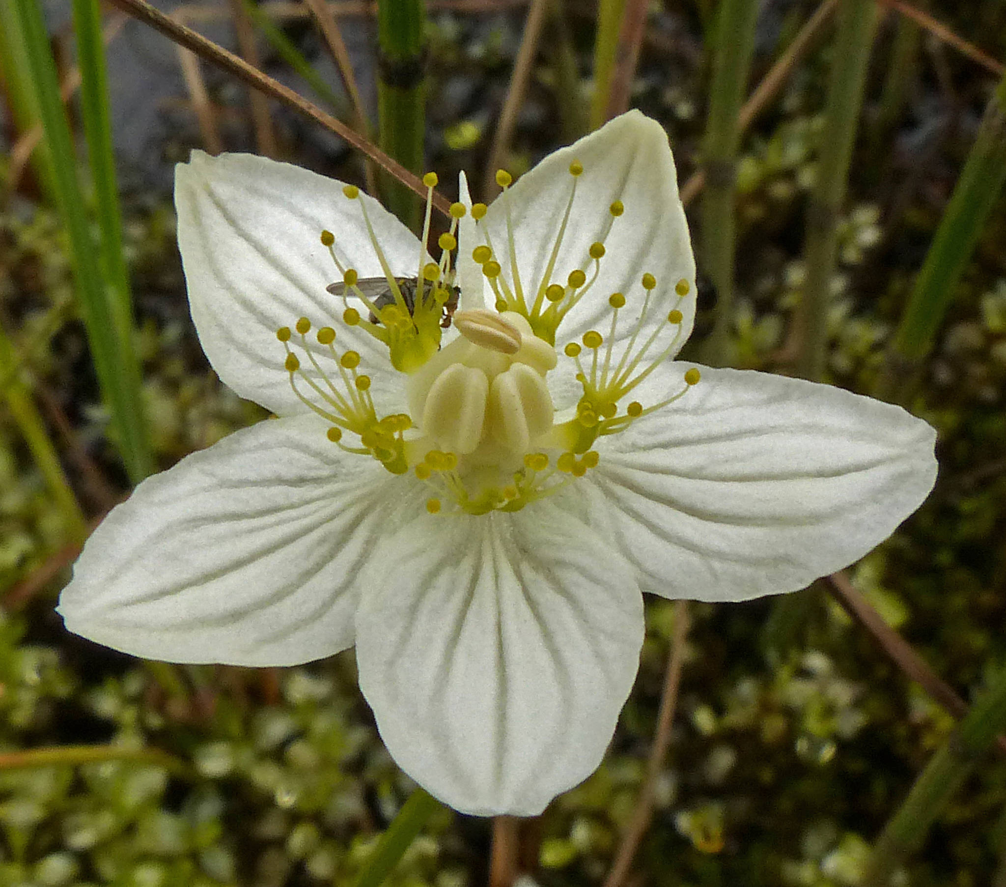 The flower of northern grass-of-Parnassus, showing the staminodes with droplets at the tips, fat pollen sacs on the stamens, and a glimpse of a small insect crawling down to the nectar. (Bob Armstrong | Courtesy Photo)