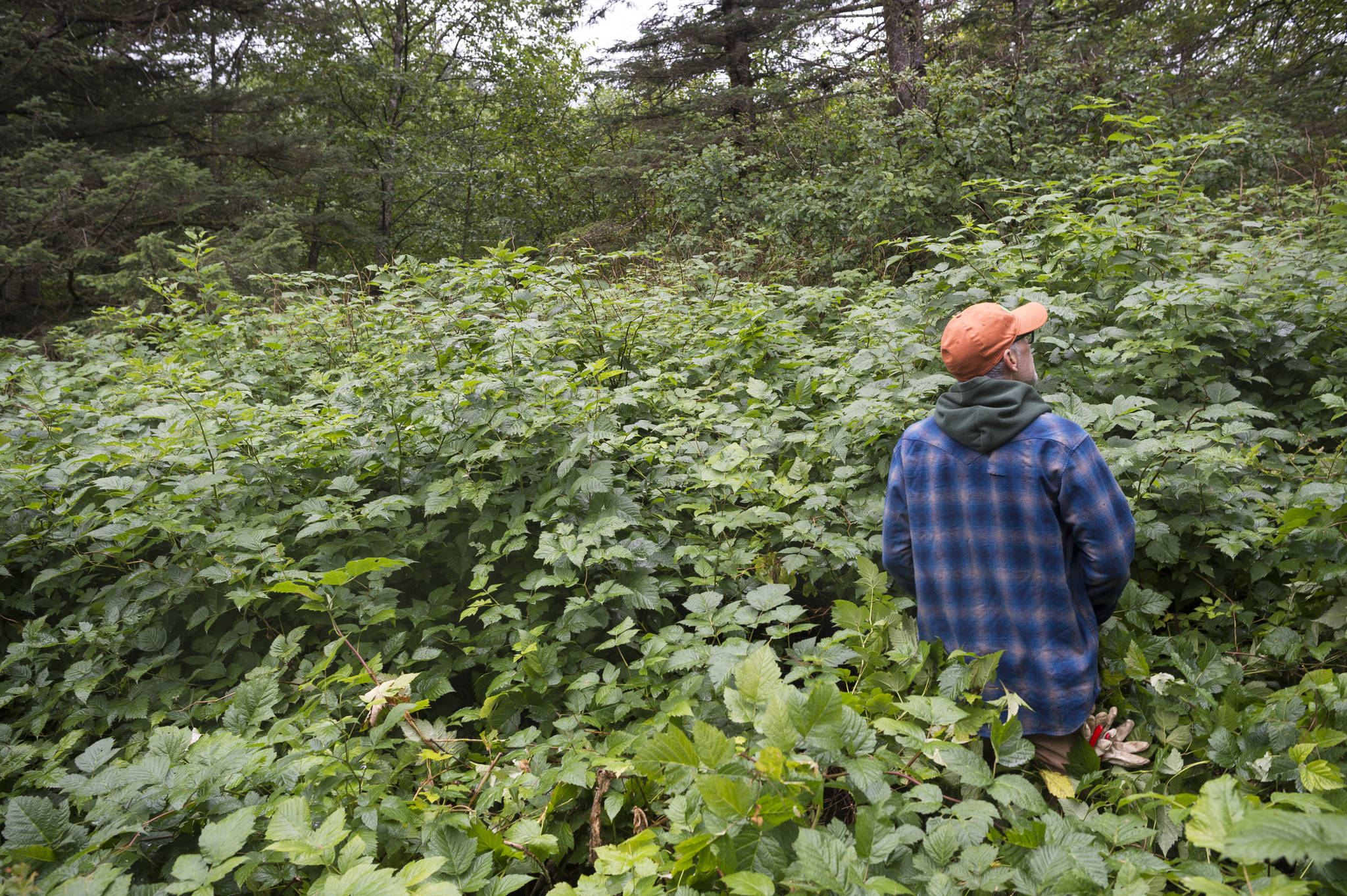 Ben Patterson, the city’s park maintenance supervisor, searches through head-tall bushes as he gives a tour of the cemetery sections in Douglas on Monday, August 13, 2018. (Michael Penn | Juneau Empire)