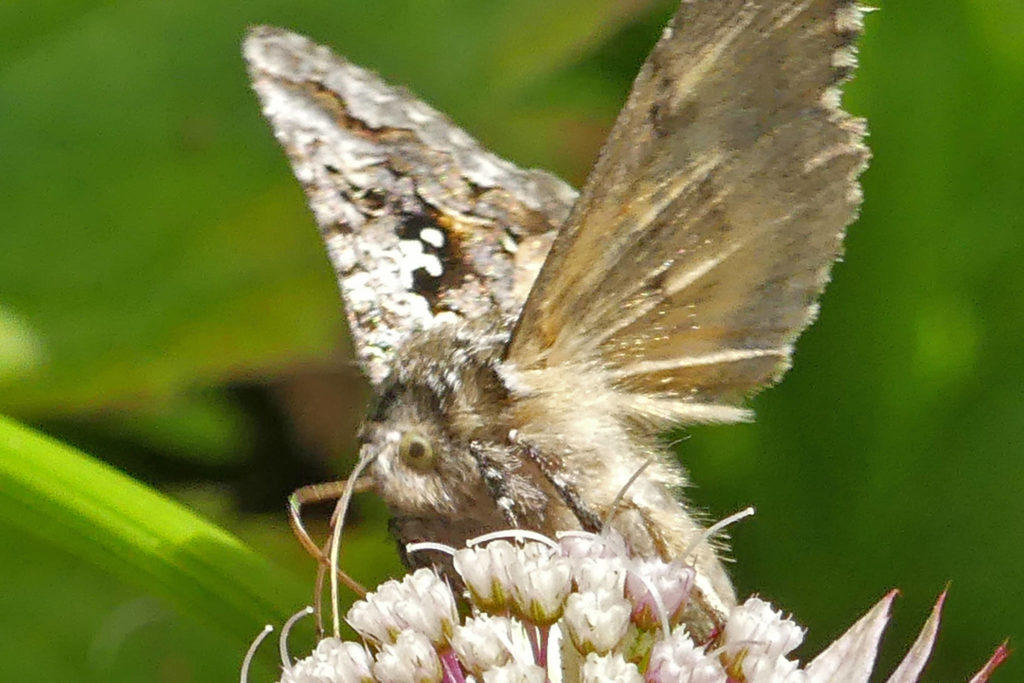 Buzz, chirp, squeak How and why insects make sound Juneau Empire