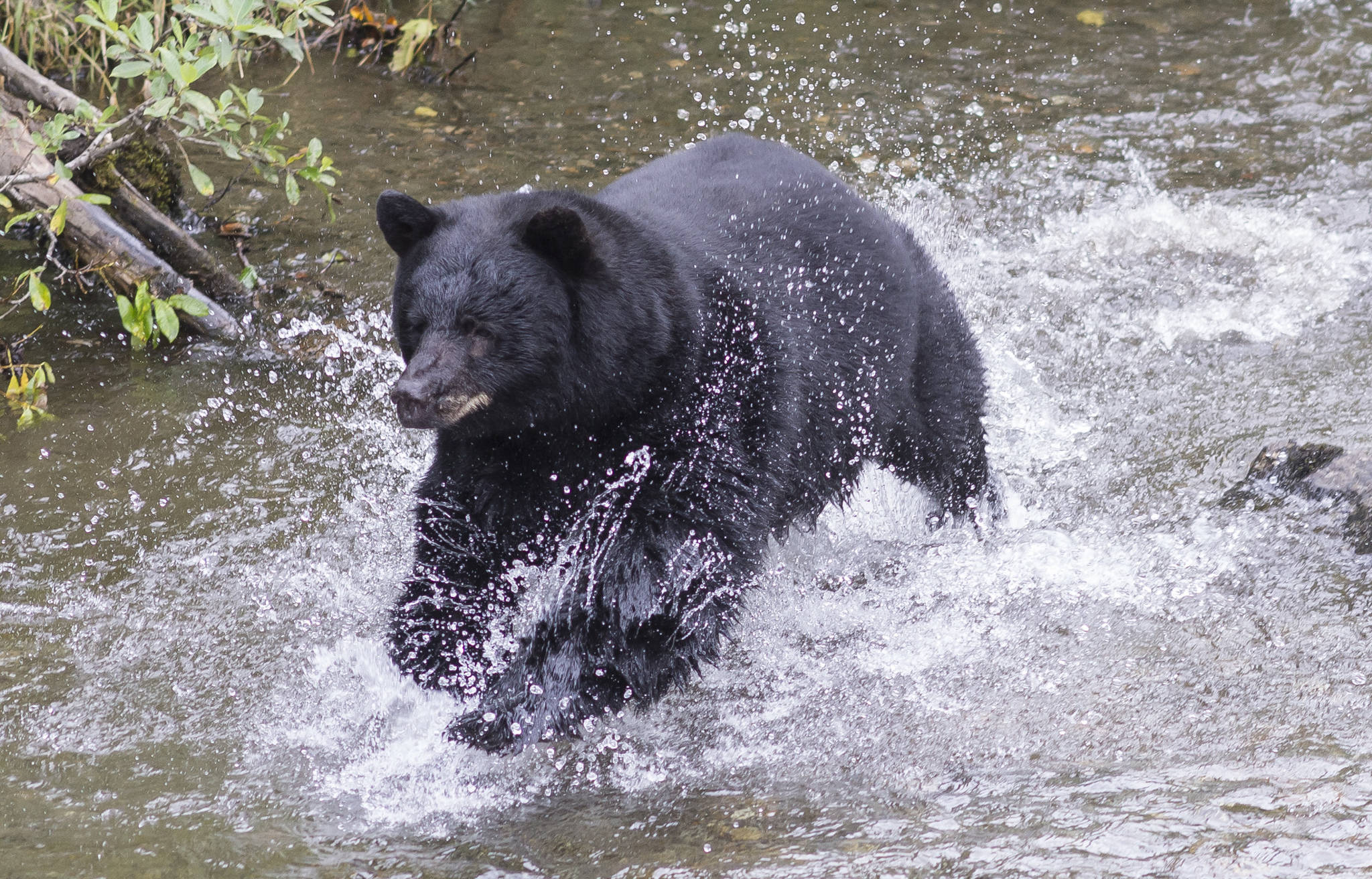 A male black bear chases spawning sockeye salmon in Steep Creek at the Mendenhall Glacier Visitor Center on Thursday, August 16, 2018. (Michael Penn | Juneau Empire)