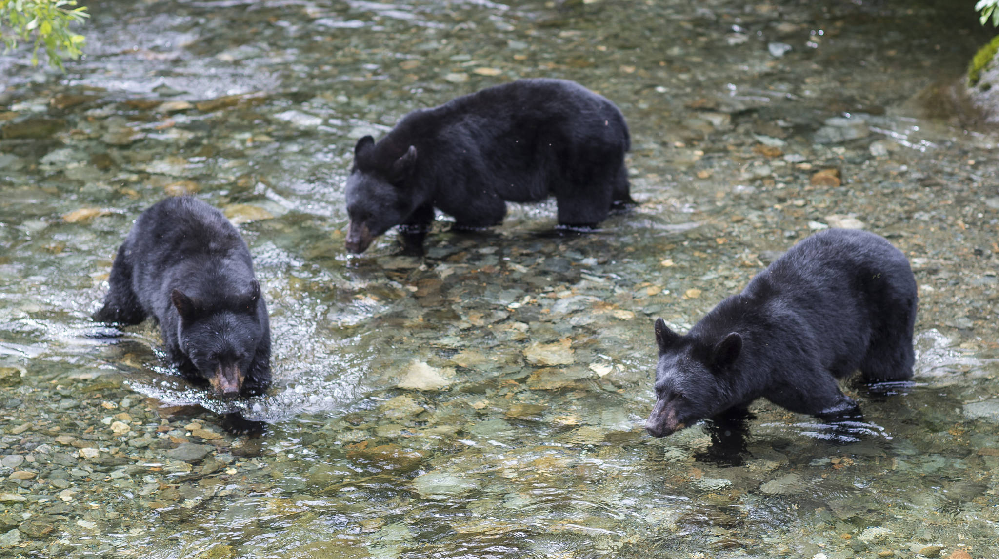Three 2-year-old black bear cubs look hunt spawning sockeye salmon in Steep Creek at the Mendenhall Glacier Visitor Center on Thursday, August 16, 2018. (Michael Penn | Juneau Empire)
