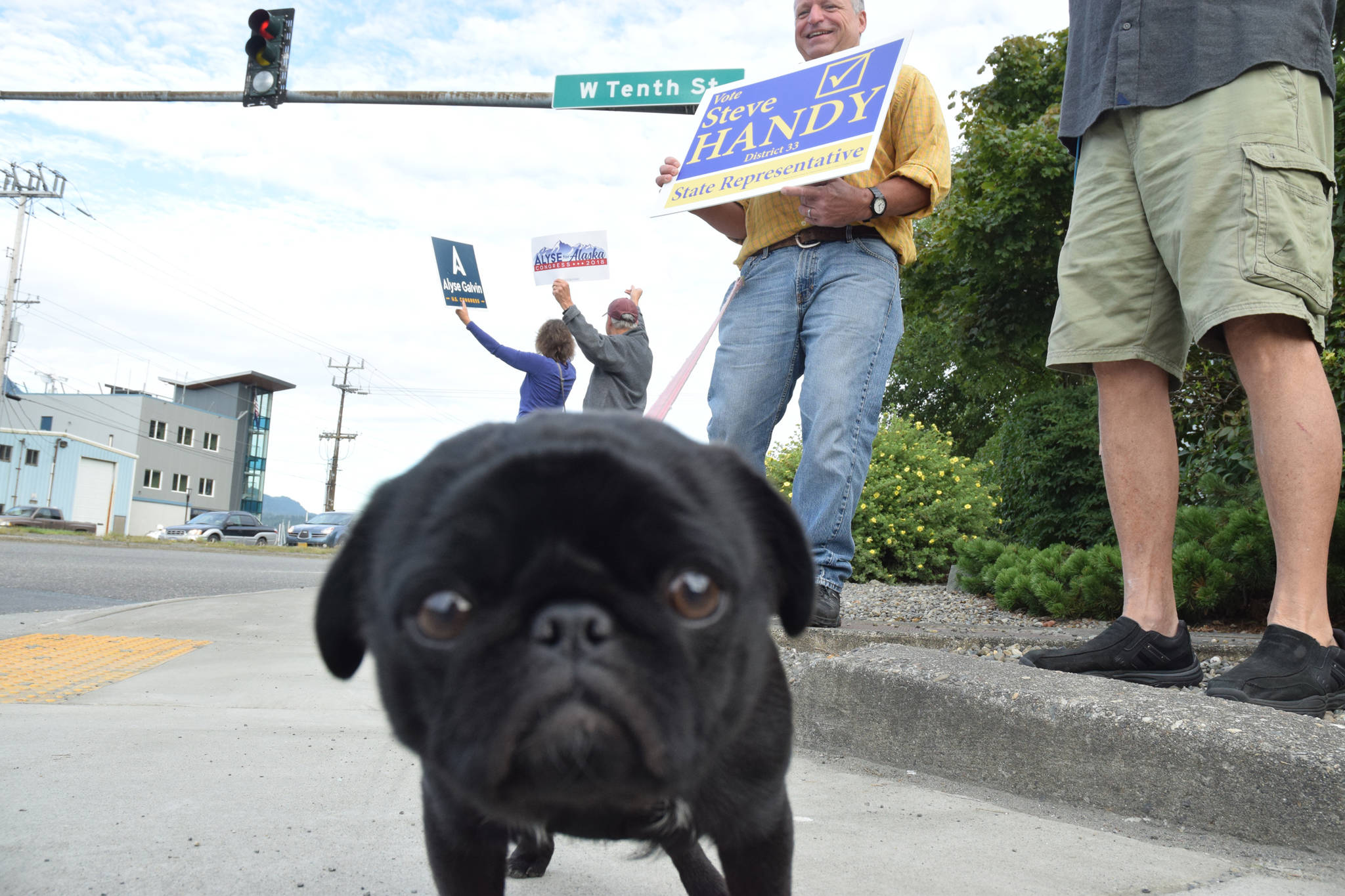 Steve Handy, Democratic candidate for House District 33, is accompanied by his pug, Panda, while waving signs at the Douglas Bridge intersection on Tuesday, Aug. 21, 2018. (James Brooks | Juneau Empire)