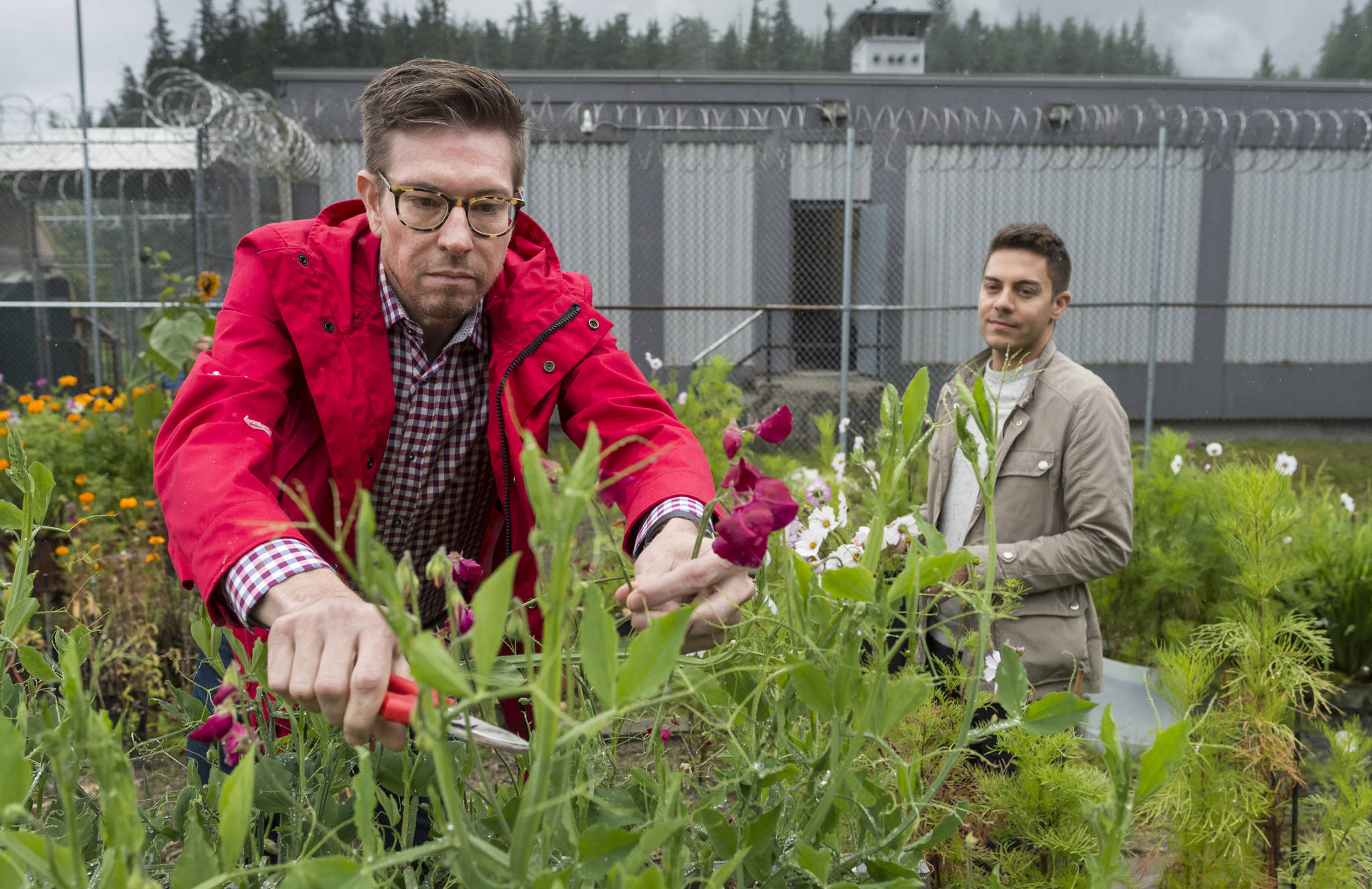 Jeremy Bauer, left, and Jason Clifton, right, of Frenchie’s Floral Studio, harvest sweet pea flowers as part of a flower-growing collaboration at Lemon Creek Correctional Center on Friday, Aug. 24, 2018. (Michael Penn | Juneau Empire)