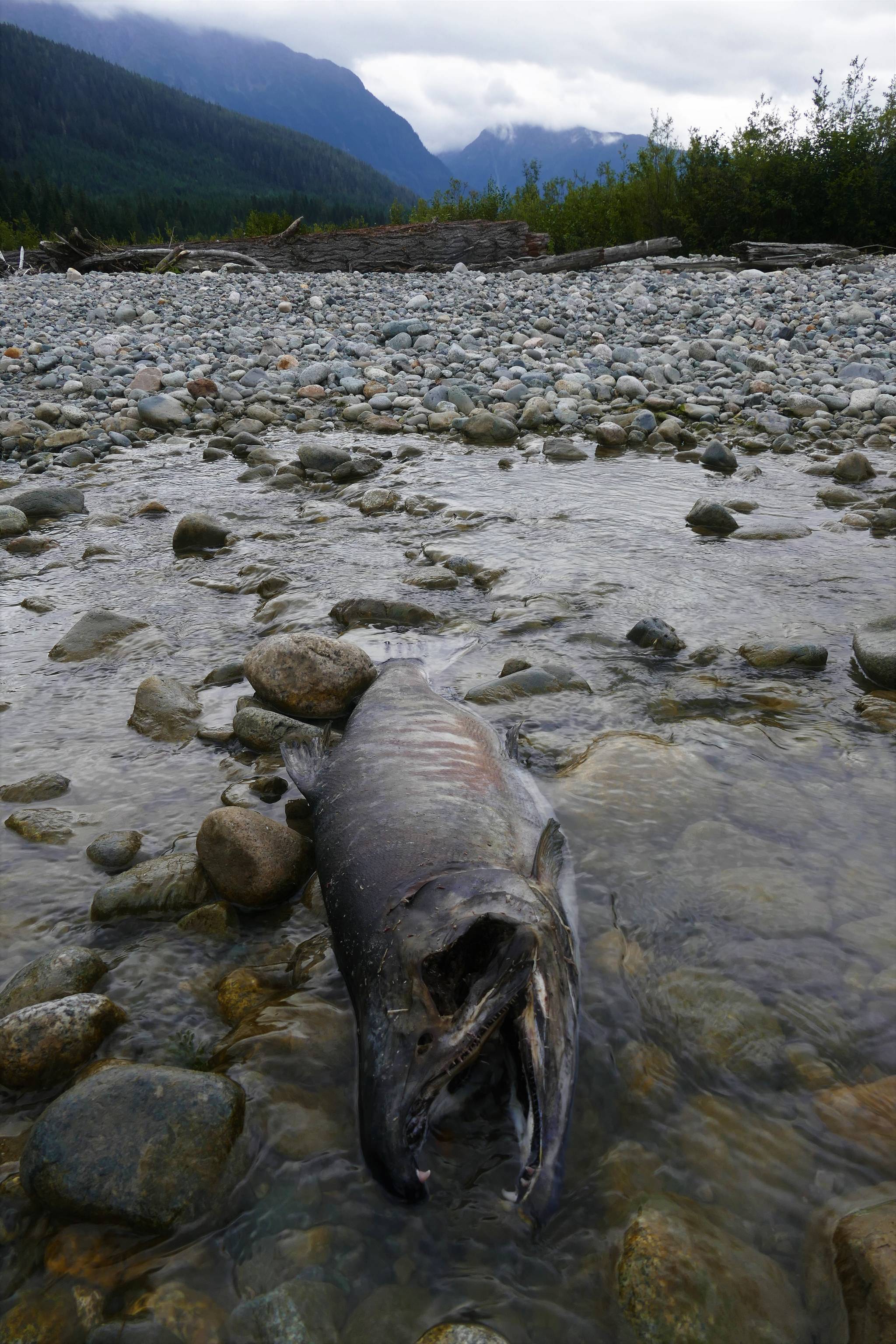 Chum salmon (Photo by Bjorn Dihle)