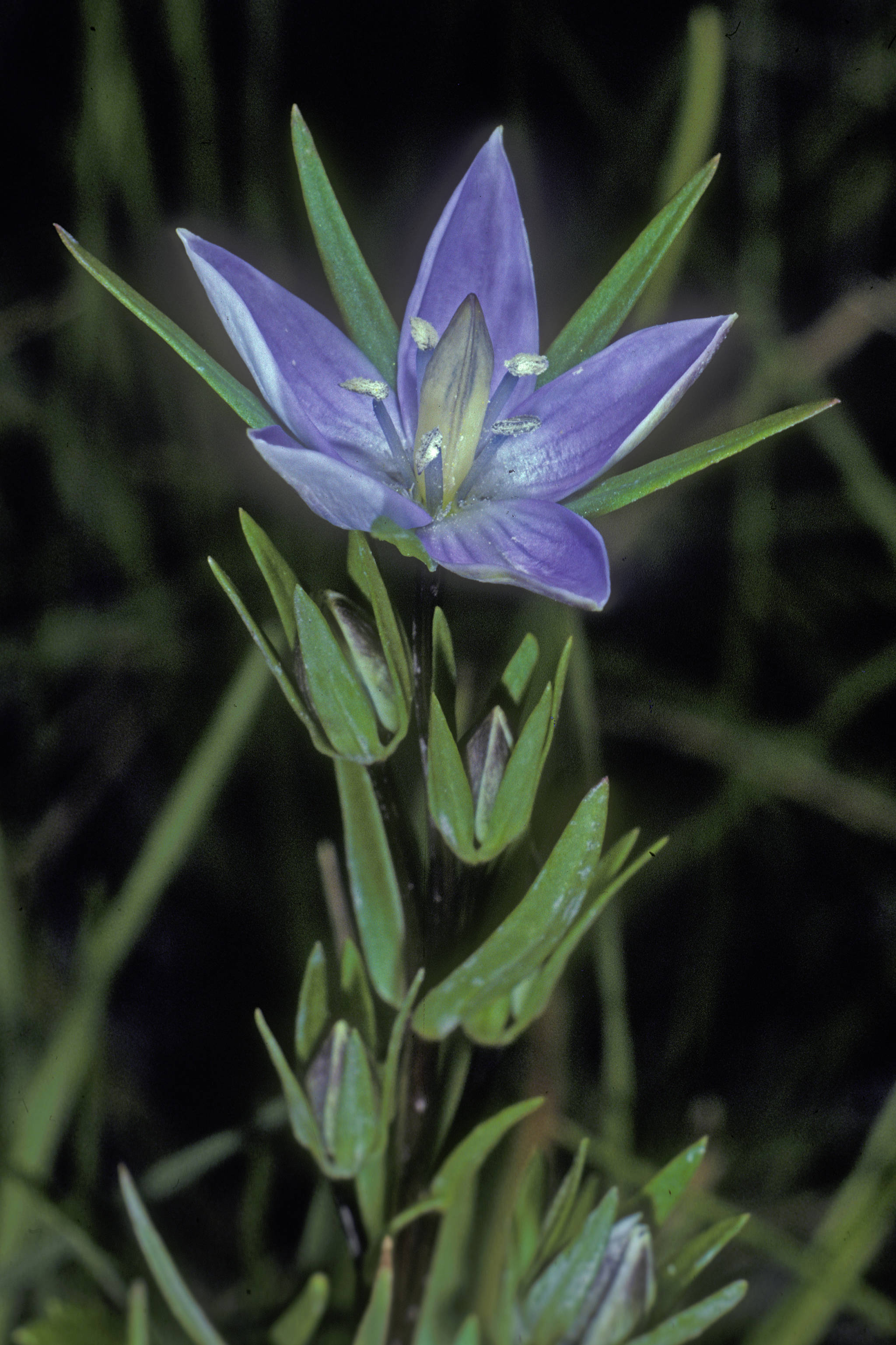 Marsh felwort, a member of the gentian family, shows its starry blue flowers in late summer. (Courtesy Photo | Bob Armstrong)