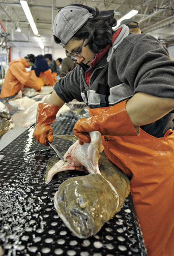 Halibut is seen here being processed.