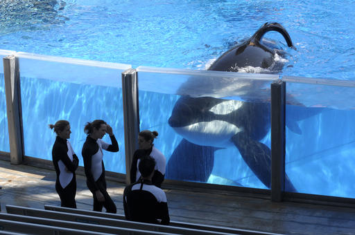 In this March 7, 2011 photo orca whale Tilikum, right, watches as SeaWorld Orlando trainers take a break during a training session at the theme park's Shamu Stadium in Orlando, Fla. Tilikum, an orca that killed a trainer at SeaWorld Orlando in 2010, has died. According to SeaWorld, the whale died Friday, Dec. 30. 2016.