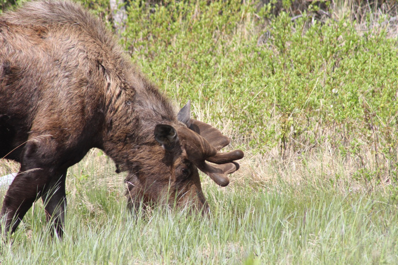A bull moose feeds on grass Wednesday along the Sterling Highway near Clam Gulch, Alaska.