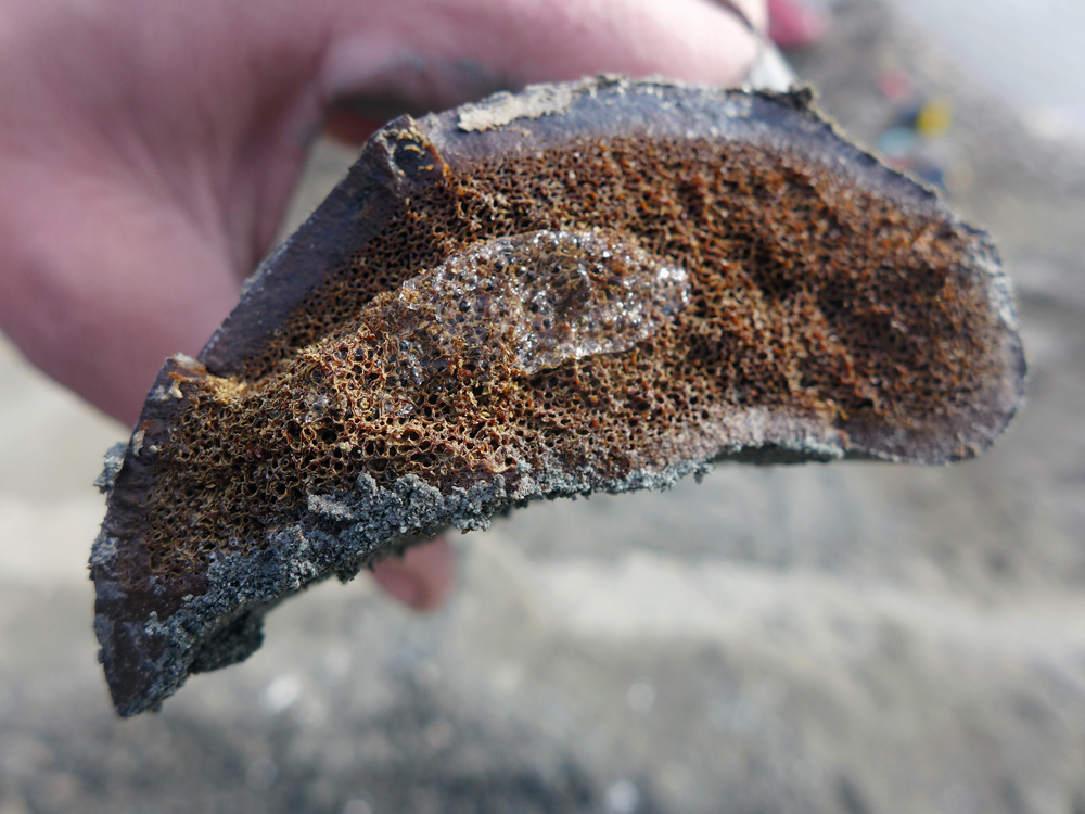 In this 2014 photo released by the University of Alaska Museum of the North, a sample of frozen bone is seen after researchers excavated it from the Liscomb Bed in the Prince Creek Formation near Nuiqsut. Researchers at the University of Alaska Fairbanks have found a third distinct dinosaur species documented on Alaska's oil-rich North Slope. The new species is a type of hadrosaur, a duck-billed plant-eater.