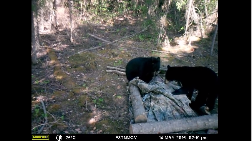 Bears are seen near a buried seismometer in a frame from a game camera video. Seismologist Carl Tape installed the camera to confirm that bears were digging up his equipment.