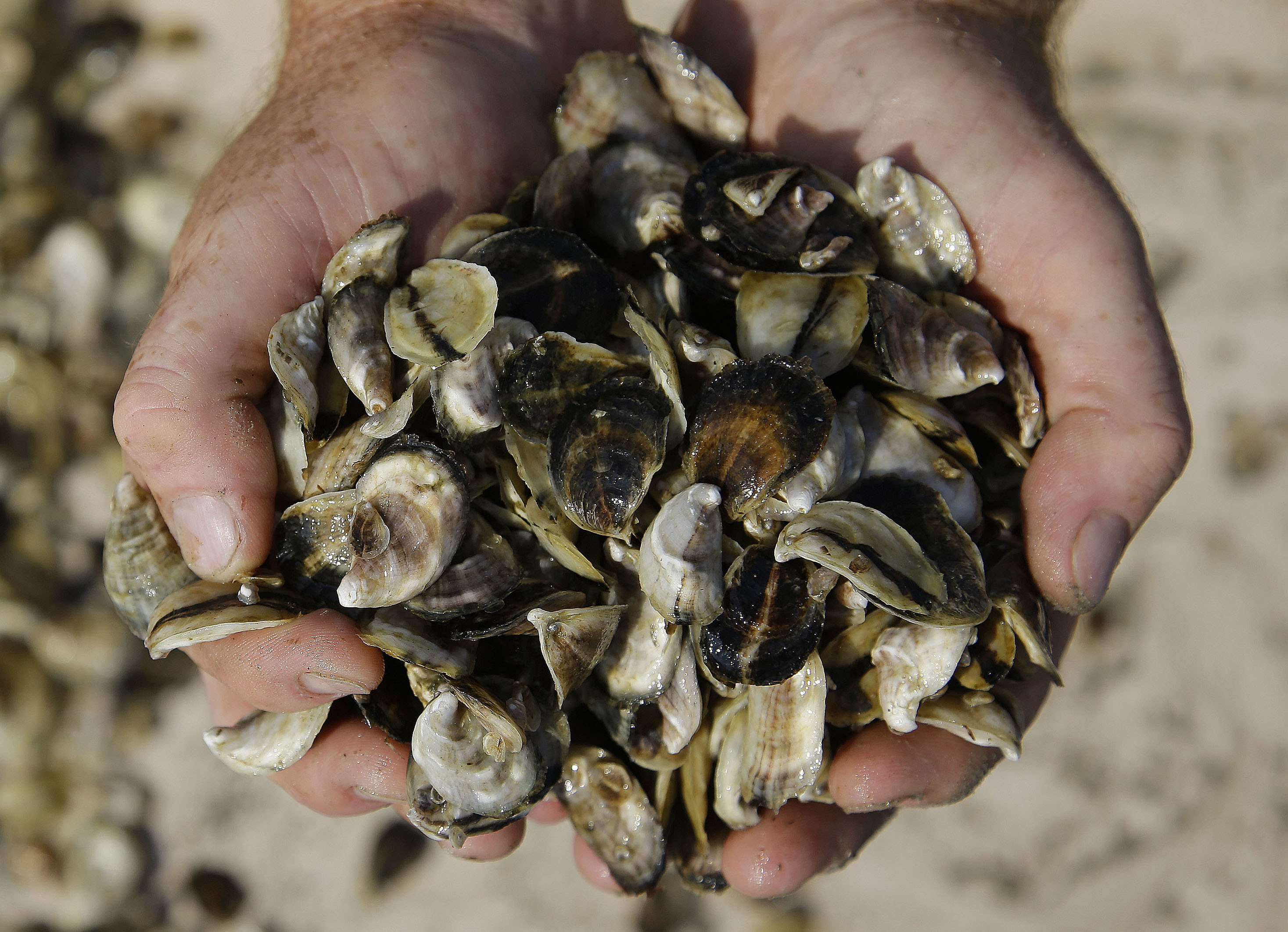 In this Monday, Sept. 12, 2013 file photo, an oyster cultivator holds oyster seed before spreading it into the waters of Duxbury Bay in Duxbury, Mass. A study published Monday, Aug. 8 connects rising temperatures to increasing rates of several waterborne diseases. About a dozen species of vibrio bacteria make people sick from eating raw or undercooked seafood, particularly oysters, or drinking or swimming in tainted water.