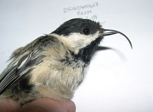 In this April 1, 2009, photo provided by the USGS Alaska Science Center shows a black-capped chickadee with a deformed beak in Anchorage, Alaska. Researchers are hoping they've found what's causing beaks of some bird species to grow twice as fast as normal. The disease is called avian keratin disorder. Affected birds grow beaks that are freakishly long and that sometimes curve up or down.